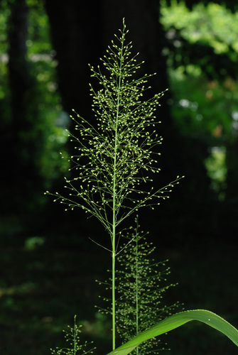 Roundseed panicgrass