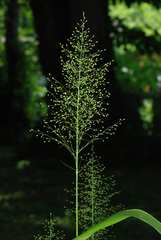 Dichanthelium polyanthes