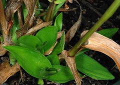 Dichanthelium polyanthes