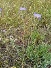 Erigeron corymbosus