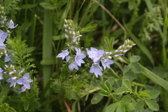 Veronica austriaca