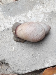 Megalobulimus oblongus