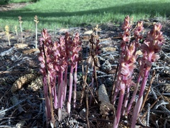 Corallorhiza striata vreelandii