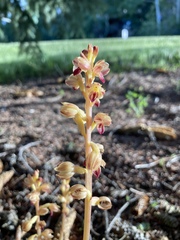 Corallorhiza striata vreelandii