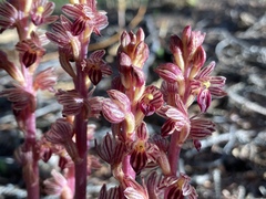 Corallorhiza striata vreelandii