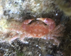 Pilumnus
