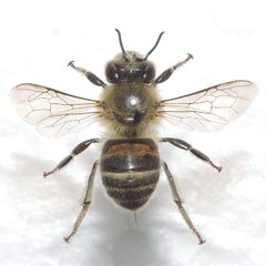 Apis cerana japonica