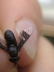 Chrysops carbonarius