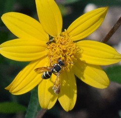 Nomada texana