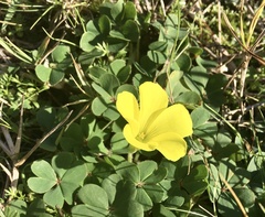 Oxalis sellowiana