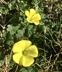 Oxalis sellowiana