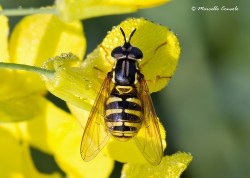 Large Meadow Fly, photo 3 of 10