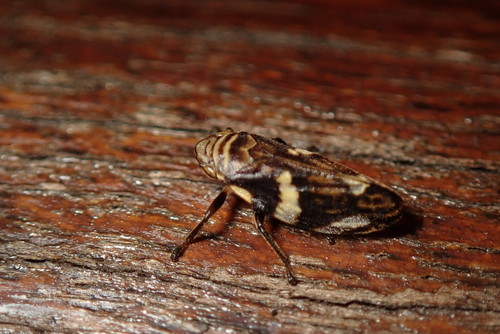 Mesoptyelus auropilosus