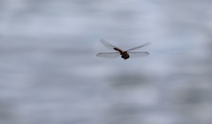 Pantala hymenaea