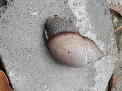 Megalobulimus oblongus