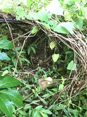 Pipilo erythrophthalmus