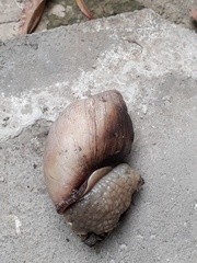 Megalobulimus oblongus