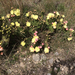 Opuntia atrispina - Photo (c) Diana-Terry Hibbitts, alguns direitos reservados (CC BY-NC), uploaded by Diana-Terry Hibbitts
