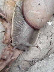 Megalobulimus oblongus