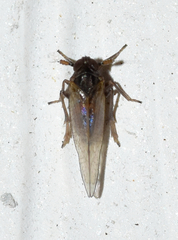 Isodelphax basivitta