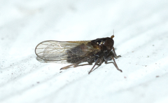 Isodelphax basivitta