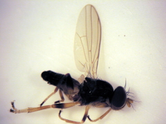 Cyamops