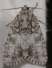 Acronicta retardata