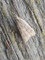 Dichomeris punctidiscellus