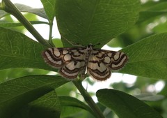 Nymphula nitidulata