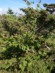 Cotoneaster bullatus