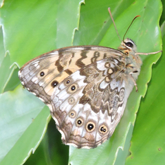 Neope goschkevitschii