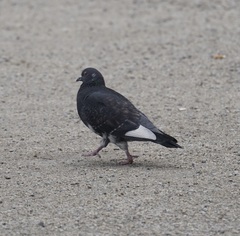 Columba livia domestica