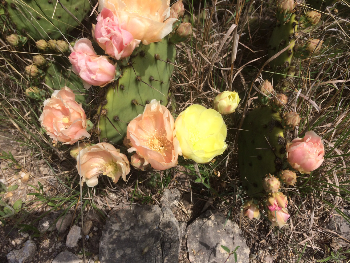 Opuntia atrispina