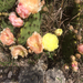 Dark-spined Pricklypear - Photo (c) Diana-Terry Hibbitts, some rights reserved (CC BY-NC), uploaded by Diana-Terry Hibbitts