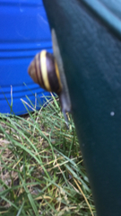 Cepaea nemoralis