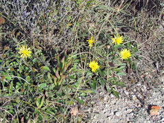 Haplocarpha lyrata
