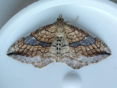Orthonama evansi