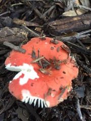 Russula