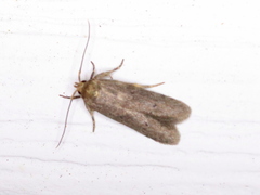 Holcocera chalcofrontella