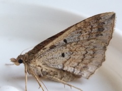 Orthonama evansi