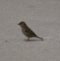 Passer domesticus