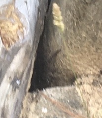 Tarentola mauritanica