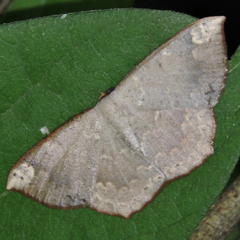 Peratostega deletaria