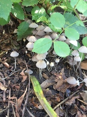 Coprinellus