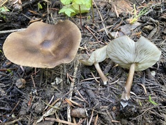 Melanoleuca angelesiana