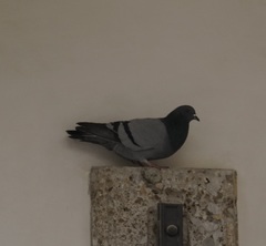 Columba livia domestica