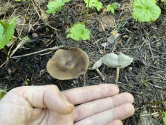 Melanoleuca angelesiana