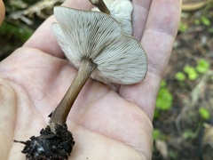 Melanoleuca angelesiana