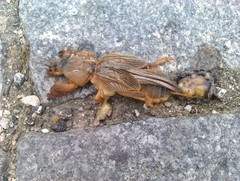 Gryllotalpa vineae