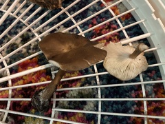 Melanoleuca angelesiana